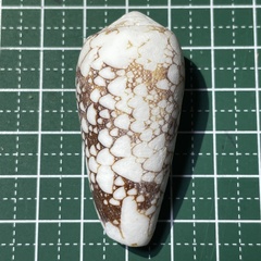 Conus omaria