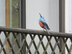 Monticola solitarius philippensis