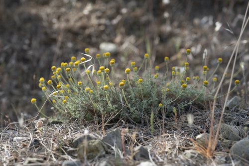 Image of Anthemis rhodensis by (c) Eleftherios Katsillis, some rights reserved (CC BY)