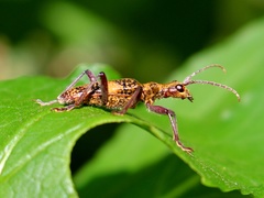 Rhagium caucasicum