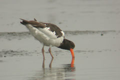 Haematopus ostralegus