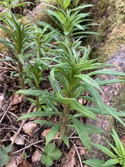 Chamaenerion angustifolium