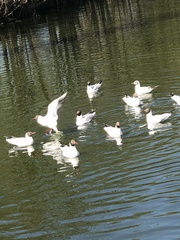 Chroicocephalus ridibundus