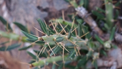 Pachypodium