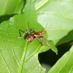 Rhagium caucasicum