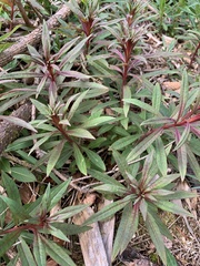 Chamaenerion angustifolium