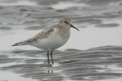 Calidris bairdii