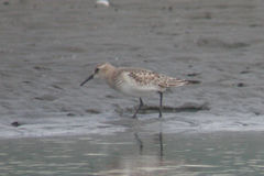 Calidris bairdii