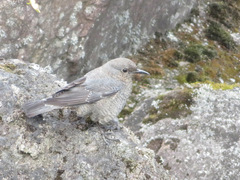 Monticola solitarius philippensis