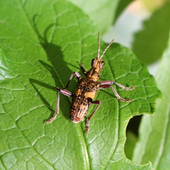 Rhagium caucasicum
