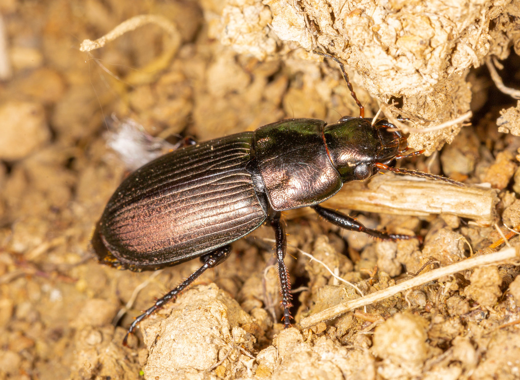 Harpalus cupreus
