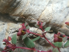 Euphorbia villifera