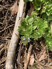 Veronica serpyllifolia