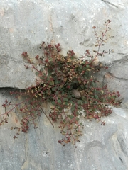 Euphorbia villifera