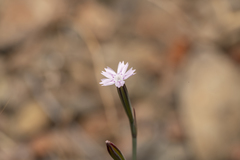 Velezia quadridentata