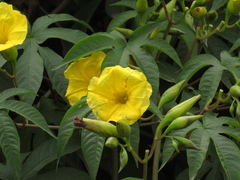 Angiospermae