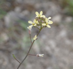 Camelina rumelica