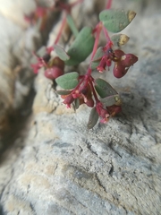 Euphorbia villifera