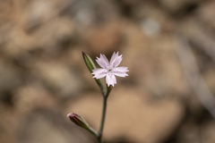 Velezia quadridentata