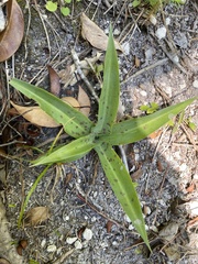 Agave virginica image