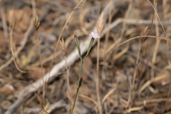 Velezia quadridentata