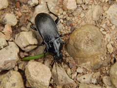 Abax parallelepipedus