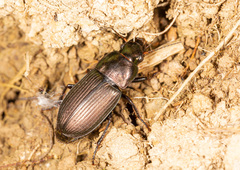Harpalus cupreus