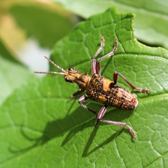 Rhagium caucasicum