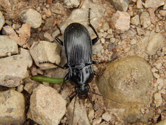 Abax parallelepipedus