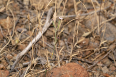 Velezia quadridentata