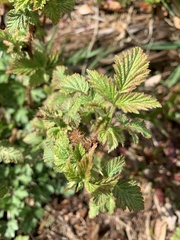 Rubus