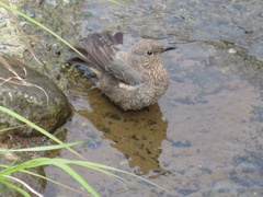 Monticola solitarius philippensis