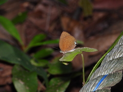 Arhopala epimuta