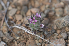 Bolanthus confertifolius