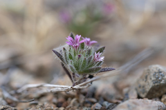 Bolanthus confertifolius