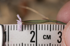 Velezia quadridentata