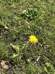 Taraxacum