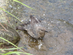 Monticola solitarius philippensis