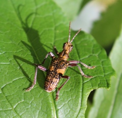 Rhagium caucasicum