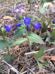 Pulmonaria mollis