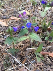 Pulmonaria mollis