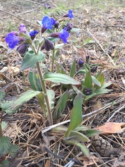 Pulmonaria mollis