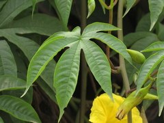Angiospermae