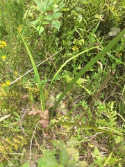 Phormium tenax