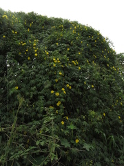 Angiospermae