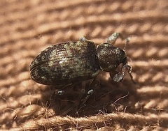 Dorytomus ictor