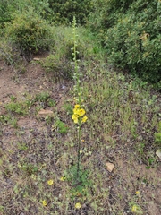 Verbascum erosum