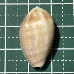 Pterygia dactylus