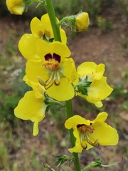Verbascum erosum