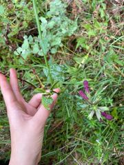 Stachys thunbergii
